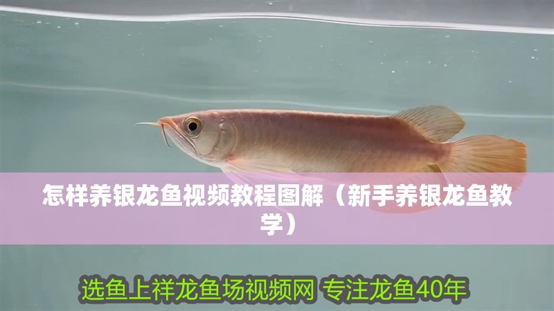 怎樣養銀龍魚視頻教程圖解（新手養銀龍魚教學）