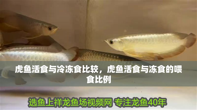 虎魚活食與冷凍食比較，虎魚活食與凍食的喂食比例
