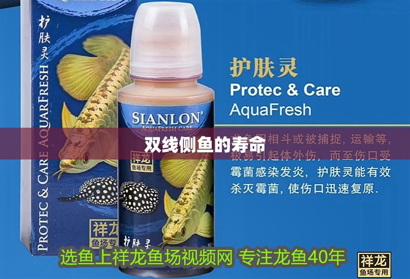 雙線側魚的壽命