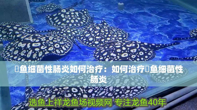 魟魚細菌性腸炎如何治療：如何治療魟魚細菌性腸炎