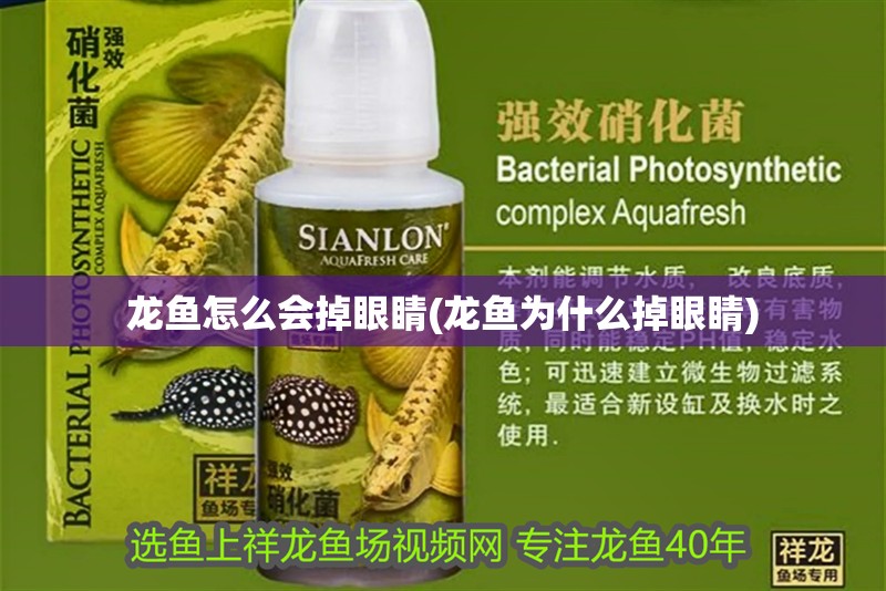 龍魚怎么會掉眼睛(龍魚為什么掉眼睛)