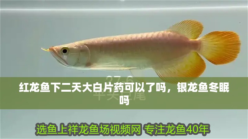 紅龍魚下二天大白片藥可以了嗎，銀龍魚冬眠嗎