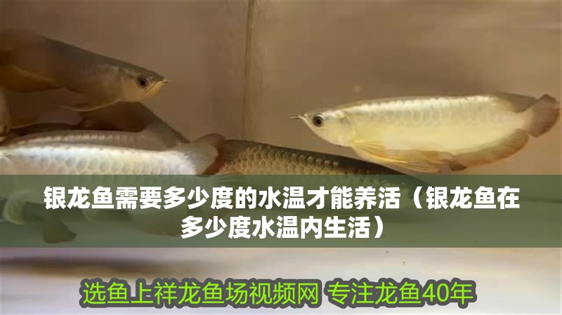 銀龍魚需要多少度的水溫才能養活（銀龍魚在多少度水溫內生活） 銀龍魚需要多少度的水溫才能養活（銀龍魚在多少度水溫內生活） 銀龍魚百科