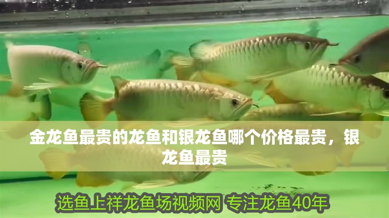 金龍魚最貴的龍魚和銀龍魚哪個價格最貴，銀龍魚最貴 金龍魚最貴的龍魚和銀龍魚哪個價格最貴，銀龍魚最貴 銀龍魚百科
