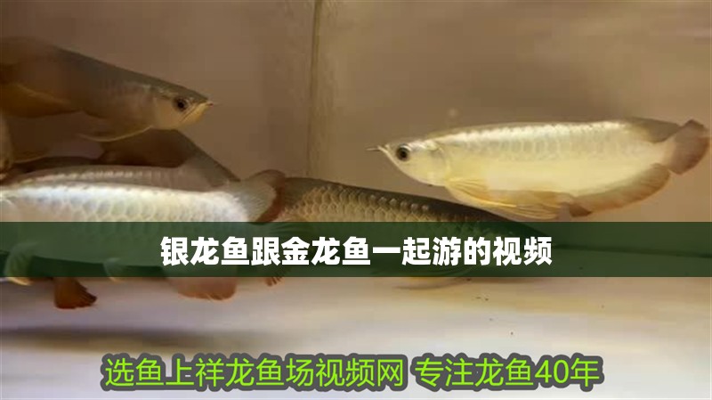 銀龍魚跟金龍魚一起游的視頻
