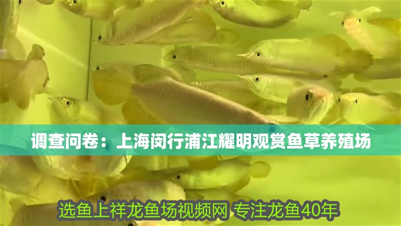 調查問卷：上海閔行浦江耀明觀賞魚草養殖場