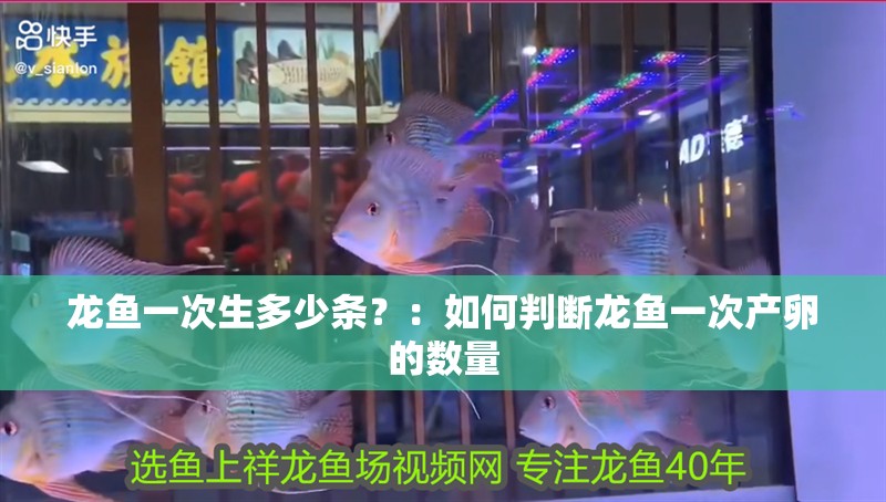 龍魚一次生多少條？：如何判斷龍魚一次產(chǎn)卵的數(shù)量