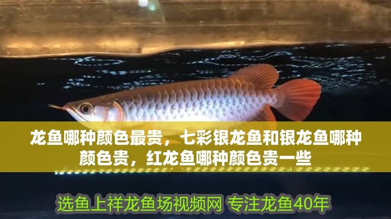 龍魚哪種顏色最貴，七彩銀龍魚和銀龍魚哪種顏色貴，紅龍魚哪種顏色貴一些