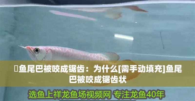 魟魚尾巴被咬成鋸齒：為什么[需手動填充]魚尾巴被咬成鋸齒狀