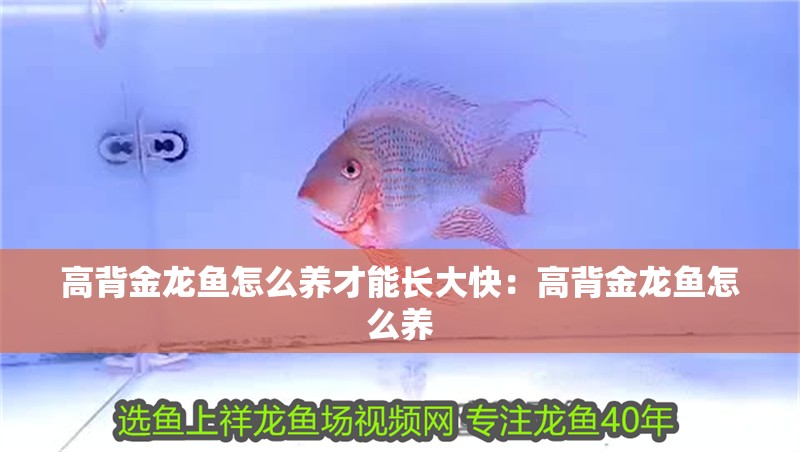 高背金龍魚怎么養才能長大快：高背金龍魚怎么養