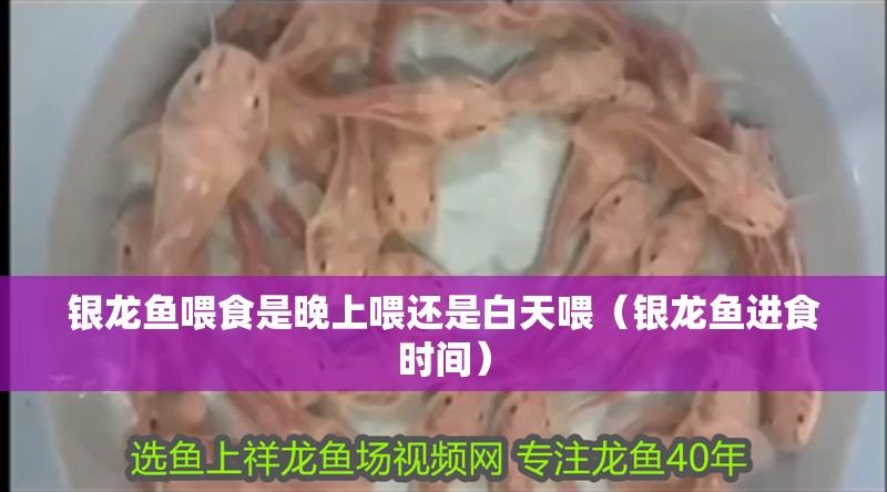 銀龍魚喂食是晚上喂還是白天喂（銀龍魚進(jìn)食時(shí)間）
