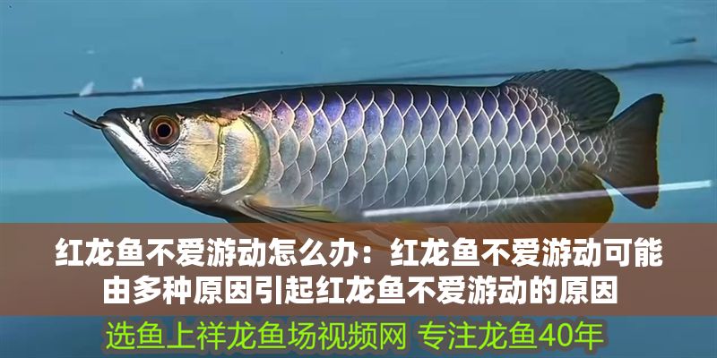 紅龍魚不愛游動怎么辦：紅龍魚不愛游動可能由多種原因引起紅龍魚不愛游動的原因