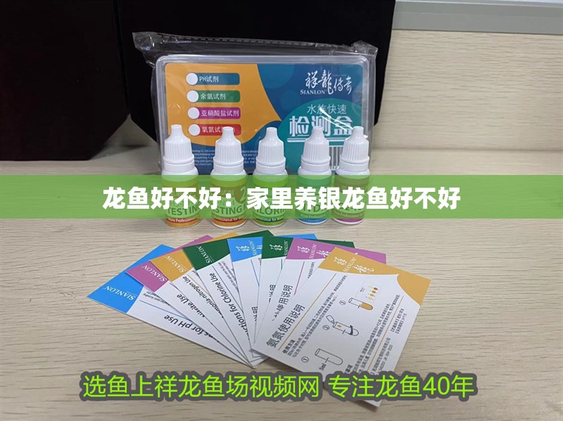 龍魚好不好：家里養銀龍魚好不好
