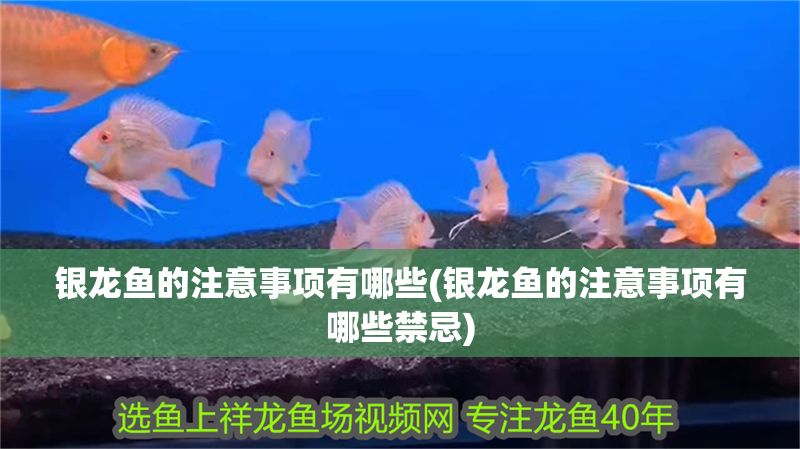 銀龍魚的注意事項有哪些(銀龍魚的注意事項有哪些禁忌)