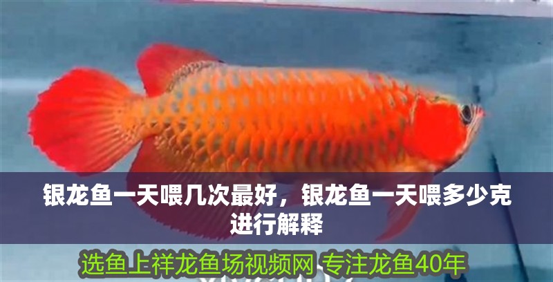 銀龍魚(yú)一天喂幾次最好，銀龍魚(yú)一天喂多少克進(jìn)行解釋