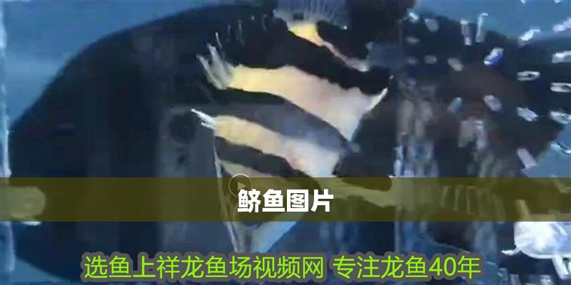 鱭魚圖片 鱭魚圖片 龍魚論壇