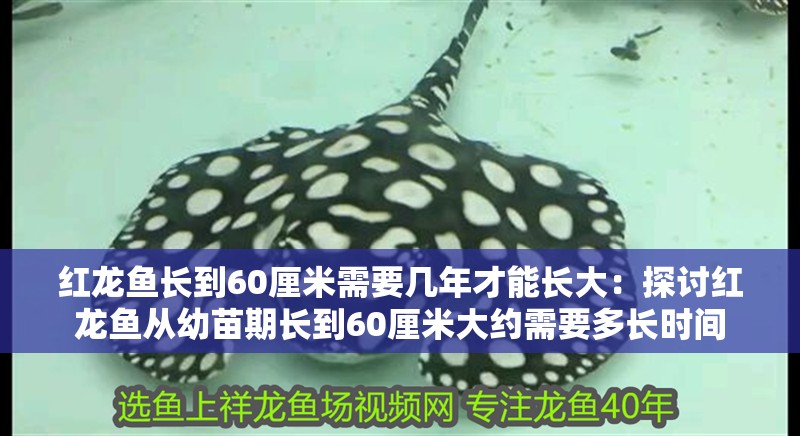 紅龍魚長到60厘米需要幾年才能長大：探討紅龍魚從幼苗期長到60厘米大約需要多長時(shí)間