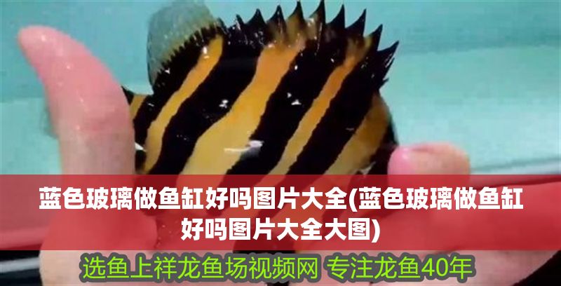 藍色玻璃做魚缸好嗎圖片大全(藍色玻璃做魚缸好嗎圖片大全大圖)