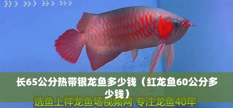 長(zhǎng)65公分熱帶銀龍魚多少錢（紅龍魚60公分多少錢）