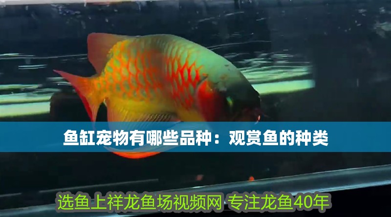 魚缸寵物有哪些品種：觀賞魚的種類