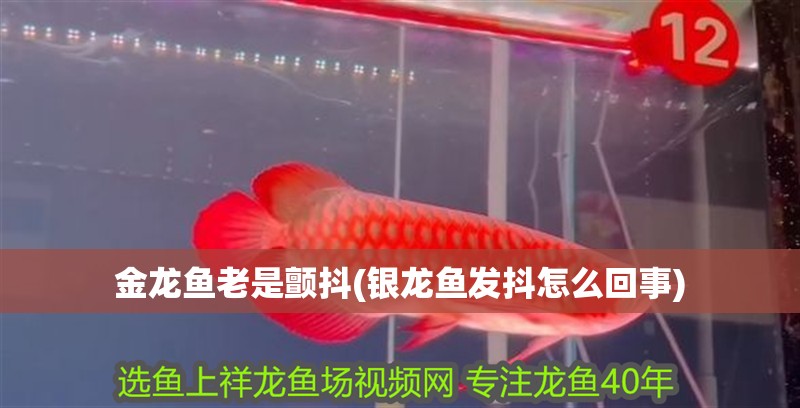 金龍魚老是顫抖(銀龍魚發(fā)抖怎么回事)