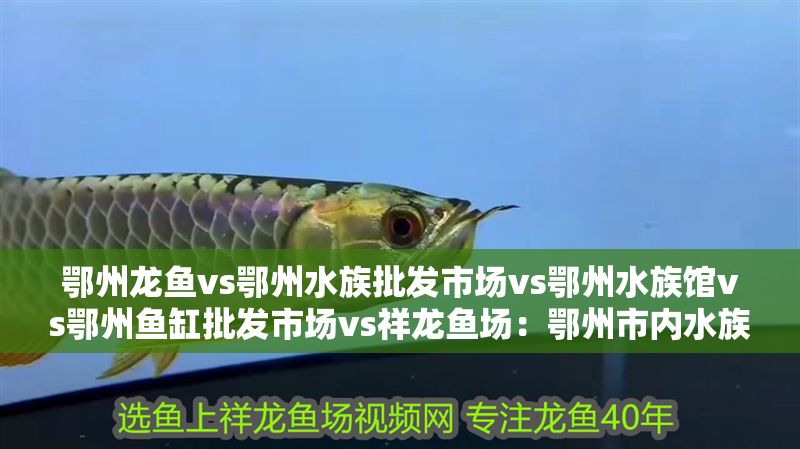 鄂州龍魚(yú)vs鄂州水族批發(fā)市場(chǎng)vs鄂州水族館vs鄂州魚(yú)缸批發(fā)市場(chǎng)vs祥龍魚(yú)場(chǎng):鄂州市內(nèi)水族市場(chǎng)分布 祥龍魚(yú)場(chǎng)各市分站 第2張 鄂州龍魚(yú)vs鄂州水族批發(fā)市場(chǎng)vs鄂州水族館vs鄂州魚(yú)缸批發(fā)市場(chǎng)vs祥龍魚(yú)場(chǎng):鄂州市內(nèi)水族市場(chǎng)分布 鄂州龍魚(yú)vs鄂州水族批發(fā)市場(chǎng)vs鄂州水族館vs鄂州魚(yú)缸批發(fā)市場(chǎng)vs祥龍魚(yú)場(chǎng):鄂州市內(nèi)水族市場(chǎng)分布 祥龍魚(yú)場(chǎng)各市分站 第2張
