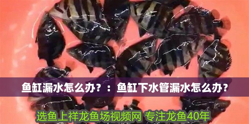 魚缸漏水怎么辦？：魚缸下水管漏水怎么辦？