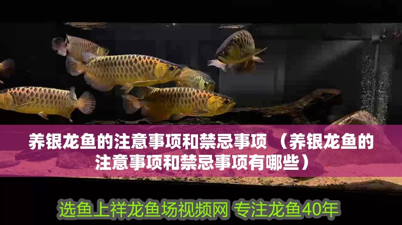 養銀龍魚的注意事項和禁忌事項 （養銀龍魚的注意事項和禁忌事項有哪些）