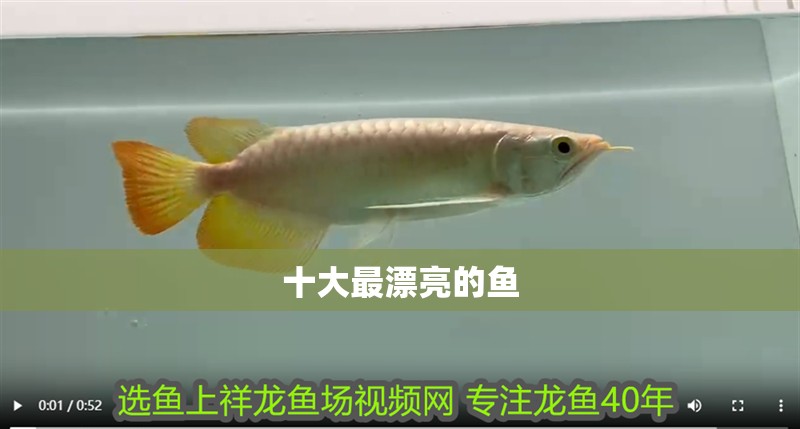 十大最漂亮的魚(yú)