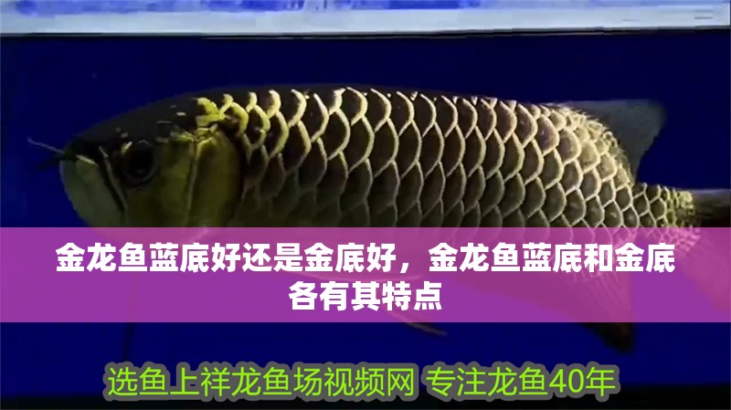 金龍魚藍底好還是金底好，金龍魚藍底和金底各有其特點 金龍魚藍底好還是金底好，金龍魚藍底和金底各有其特點 龍魚百科