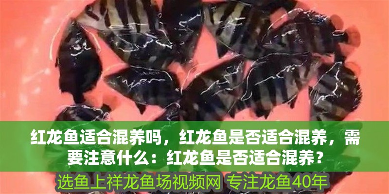 紅龍魚適合混養嗎，紅龍魚是否適合混養，需要注意什么：紅龍魚是否適合混養？