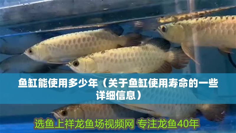 魚缸能使用多少年（關于魚缸使用壽命的一些詳細信息）