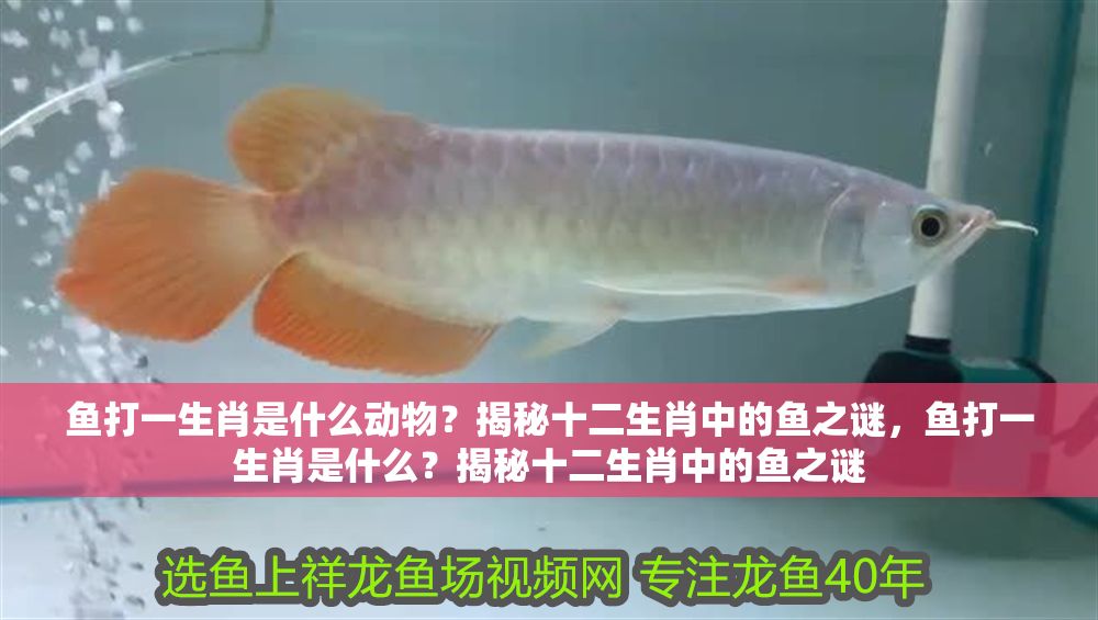 魚打一生肖是什么動物？揭秘十二生肖中的魚之謎，魚打一生肖是什么？揭秘十二生肖中的魚之謎