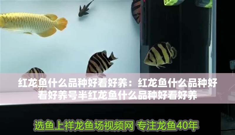 紅龍魚(yú)什么品種好看好養(yǎng)：紅龍魚(yú)什么品種好看好養(yǎng)號(hào)半紅龍魚(yú)什么品種好看好養(yǎng)