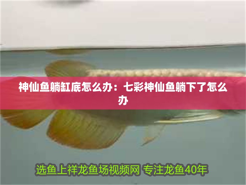 神仙魚躺缸底怎么辦：七彩神仙魚躺下了怎么辦