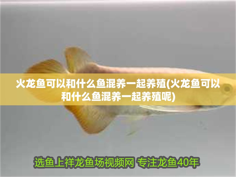 龍魚干蝦有營養嗎 火龍魚可以和什么魚混養一起養殖(火龍魚可以和什么魚混養一起養殖呢) 魚缸百科 火龍魚可以和什么魚混養一起養殖(火龍魚可以和什么魚混養一起養殖呢) 火龍魚可以和什么魚混養一起養殖(火龍魚可以和什么魚混養一起養殖呢) 魚缸百科
