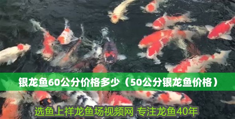 龍魚干蝦有營養嗎 銀龍魚60公分價格多少(50公分銀龍魚價格) 銀龍魚百科 銀龍魚60公分價格多少(50公分銀龍魚價格) 銀龍魚60公分價格多少(50公分銀龍魚價格) 銀龍魚百科