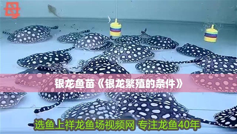 銀龍魚(yú)苗《銀龍繁殖的條件》