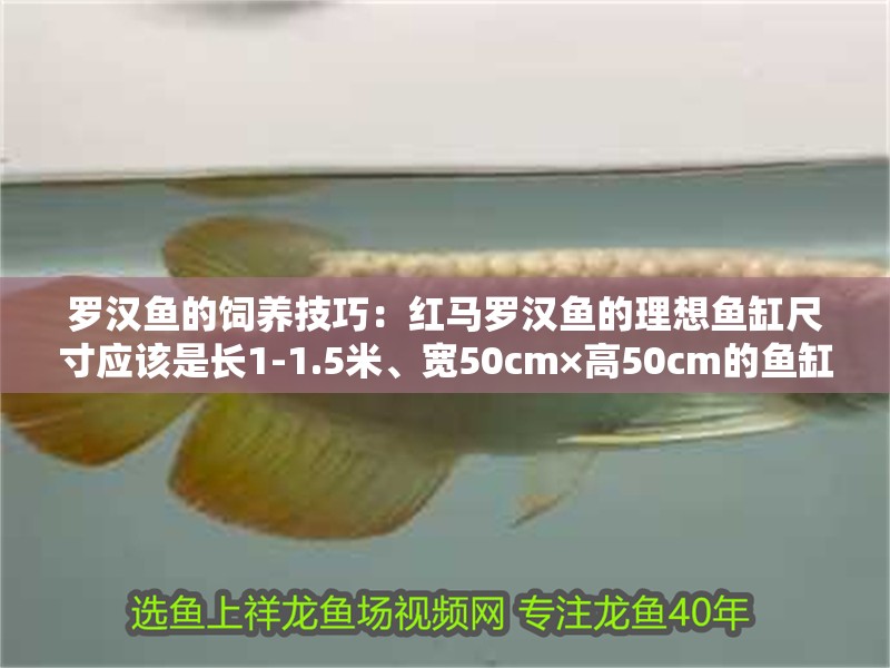 羅漢魚的飼養技巧：紅馬羅漢魚的理想魚缸尺寸應該是長1-1.5米、寬50cm×高50cm的魚缸
