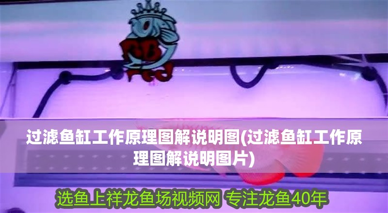 過濾魚缸工作原理圖解說明圖(過濾魚缸工作原理圖解說明圖片)