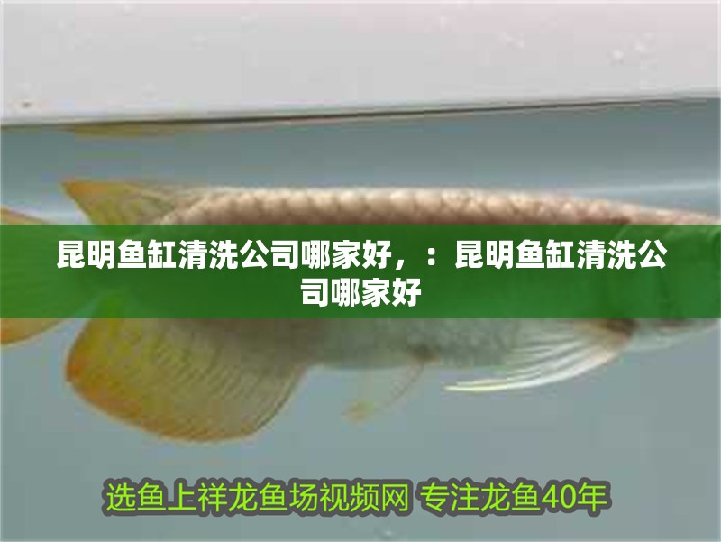 昆明魚缸清洗公司哪家好，：昆明魚缸清洗公司哪家好