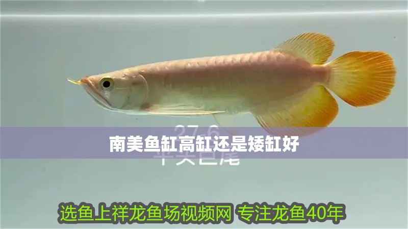 魚缸水泵選擇魚缸水泵選擇森森、森森、博宇、博宇、格蘭富、格蘭富：魚缸水泵哪個牌子好