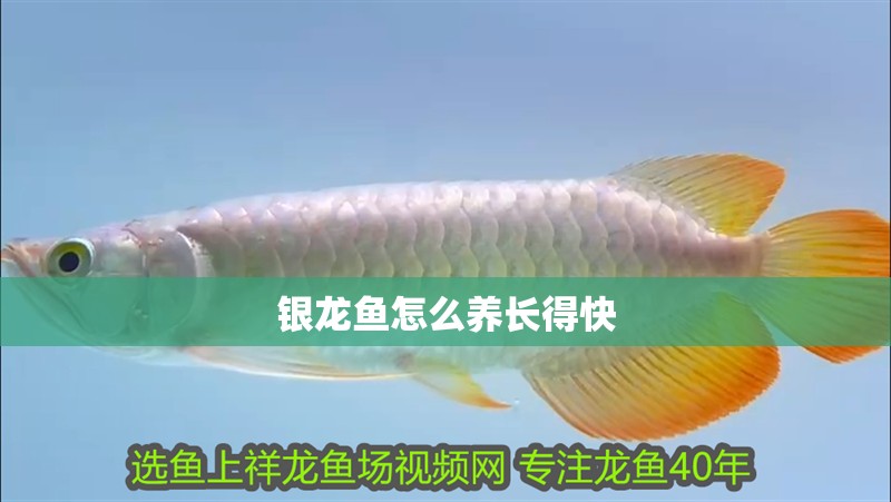 銀龍魚怎么養長得快 銀龍魚怎么養長得快 銀龍魚百科
