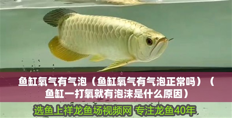 魚缸氧氣有氣泡（魚缸氧氣有氣泡正常嗎）（魚缸一打氧就有泡沫是什么原因）