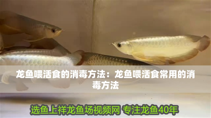 龍魚喂活食的消毒方法：龍魚喂活食常用的消毒方法