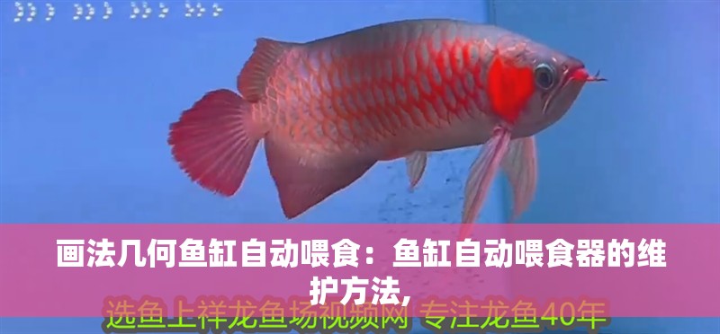 畫法幾何魚缸自動喂食：魚缸自動喂食器的維護方法, 畫法幾何魚缸自動喂食：魚缸自動喂食器的維護方法, 魚缸百科
