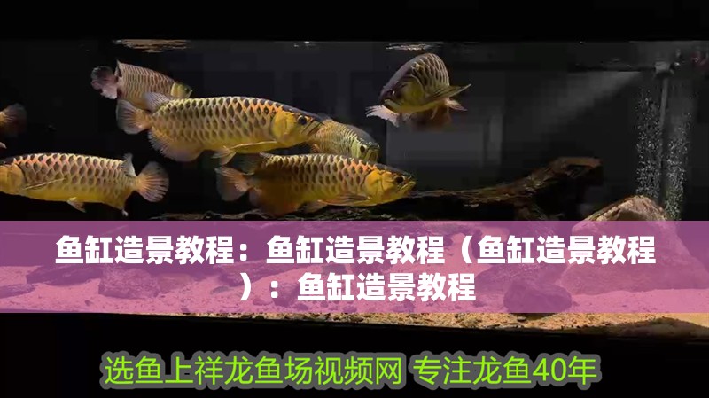 魚缸造景教程：魚缸造景教程（魚缸造景教程）：魚缸造景教程