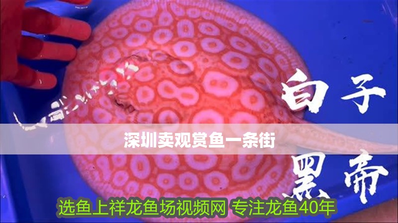 深圳賣觀賞魚一條街 深圳賣觀賞魚一條街 龍魚論壇