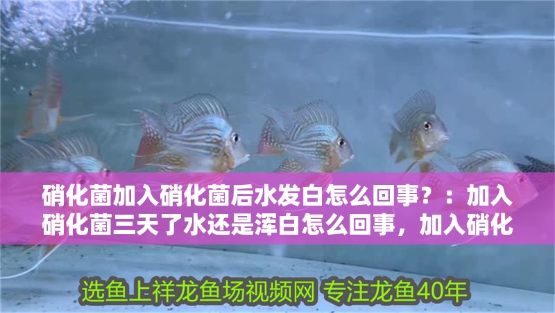 硝化菌加入硝化菌后水發白怎么回事？：加入硝化菌三天了水還是渾白怎么回事，加入硝化細菌水還是渾白 硝化菌加入硝化菌后水發白怎么回事？：加入硝化菌三天了水還是渾白怎么回事，加入硝化細菌水還是渾白 魚缸百科