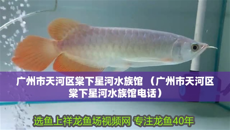 廣州市天河區棠下星河水族館 （廣州市天河區棠下星河水族館電話）